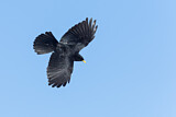 Image. Alpine Chough