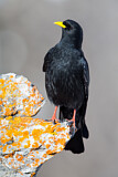 Image. Alpine Chough
