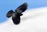 Image. Alpine Chough