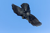 Image. Alpine Chough