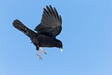 Image. Alpine Chough