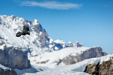 Image. Alpine Chough