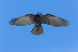 Image. Alpine Chough