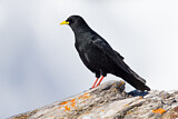 Image. Alpine Chough