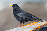 Image. Alpine Chough