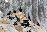 Image. Alpine Chough