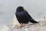 Image. Alpine Chough
