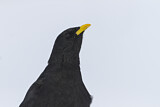 Image. Alpine Chough