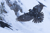 Image. Alpine Chough