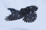 Image. Alpine Chough