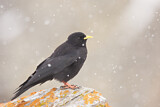 Image. Alpine Chough