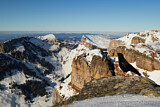 Image. Alpine Chough