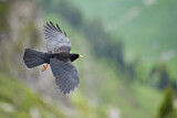 Image. Alpine Chough