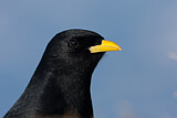 Image. Alpine Chough