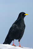 Image. Alpine Chough