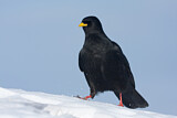Image. Alpine Chough