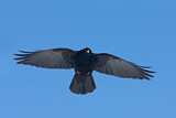 Image. Alpine Chough