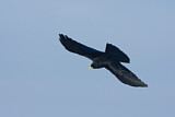 Image. Alpine Chough