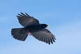 Image. Alpine Chough