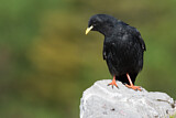 Image. Alpine Chough