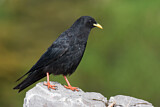 Image. Alpine Chough
