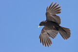 Image. Alpine Chough