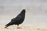 Image. Alpine Chough