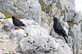 Image. Alpine Chough
