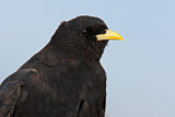 Image. Alpine Chough
