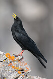 Image. Alpine Chough