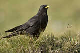 Image. Alpine Chough