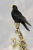 Image. Alpine Chough
