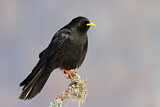 Image. Alpine Chough