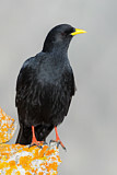Image. Alpine Chough