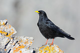 Image. Alpine Chough