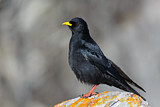 Image. Alpine Chough