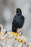 Image. Alpine Chough