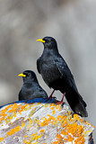 Image. Alpine Chough