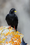 Image. Alpine Chough