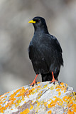 Image. Alpine Chough