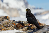 Image. Alpine Chough