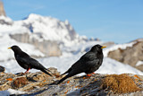 Image. Alpine Chough