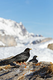 Image. Alpine Chough