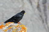 Image. Alpine Chough