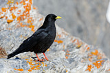 Image. Alpine Chough