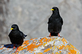Image. Alpine Chough