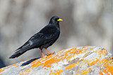 Image. Alpine Chough