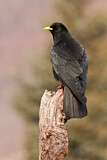 Image. Alpine Chough