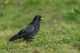 Image. Alpine Chough