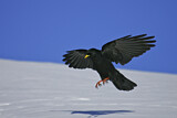 Image. Alpine Chough